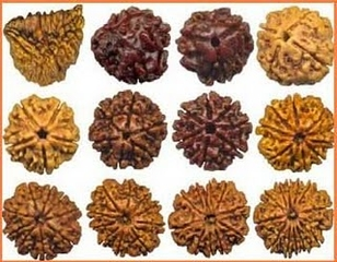 Lord Shiva Pooja Procedures and Benefits Shiva Pooja vidhanam in Telugu, Details of Rudraksha